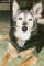 Radar...."The Worlds Greatest Dog".  Loved by everyone that met her.